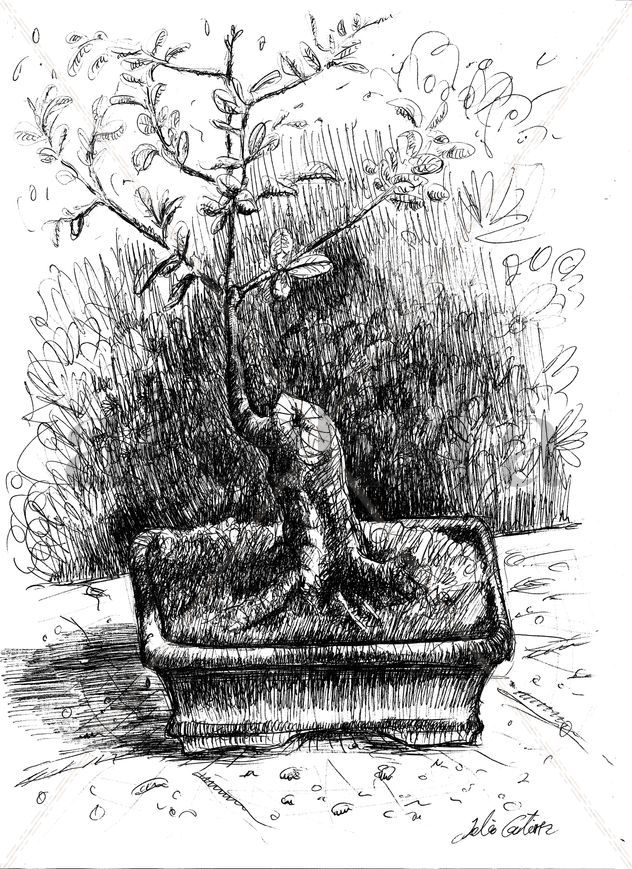 bonsai 2