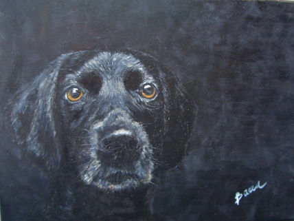 Labrador