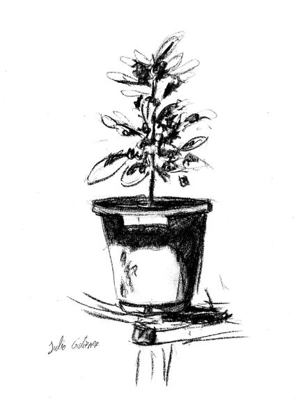 Jardín 2