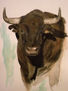 Toro