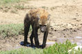 Buscando la presa