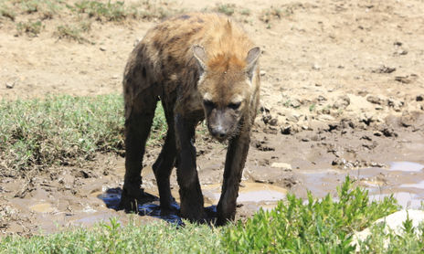 Tanzania