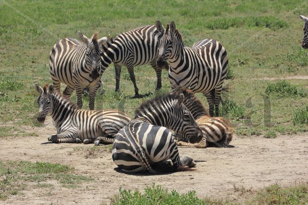 6 Zebras Naturaleza Color (Digital)