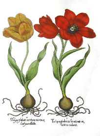 Tulipa Globosa