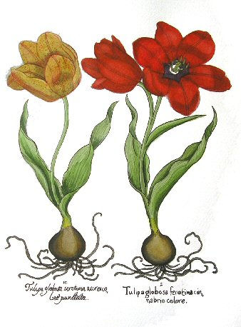 Tulipa Globosa Tinta