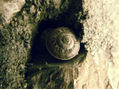 Caracol de sol.