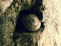 Caracol de sol.