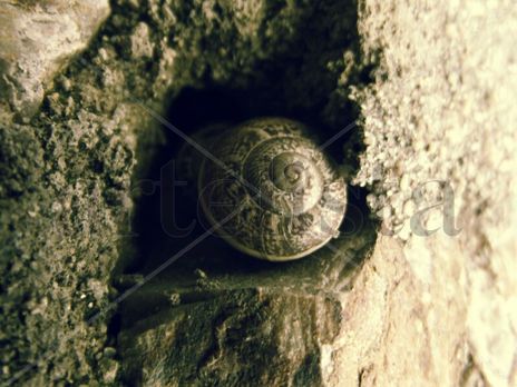 Caracol de sol.
