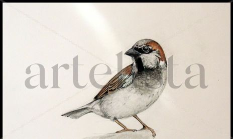 aves