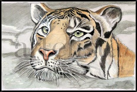 Tigre nadando