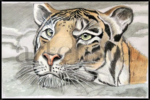 tigre nadando
