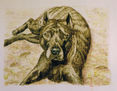 Dogo canario