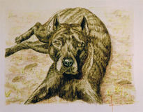 Dogo canario