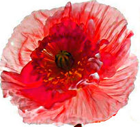 Amapola    digital