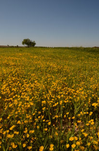 Campos de Aragon