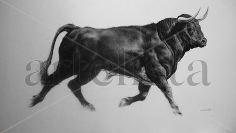 Toro