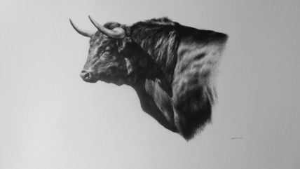 Toro