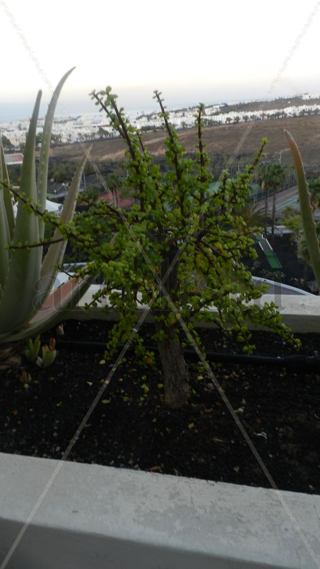 Playa y Ficvus vegetacion de Las Palmas Gran Canaria