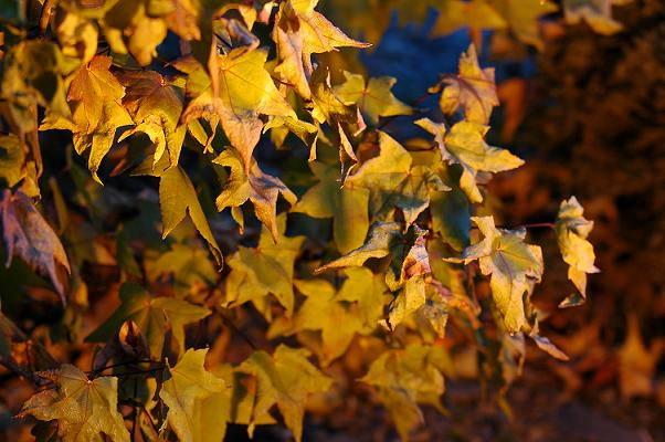 Otoño nocturno Nature Color (Digital)