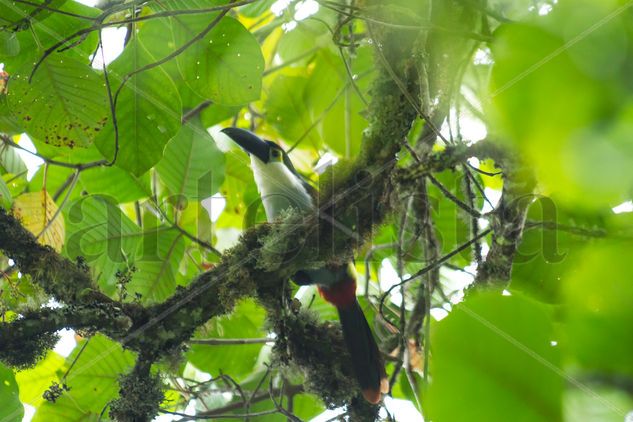 tucan celeste Naturaleza Color (Digital)