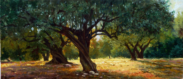 Olivos al atardecer  / Olive trees at sunset