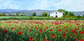 Campo de amapolas / Poppies field.