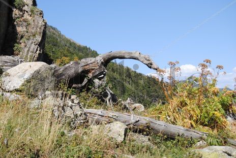 Dinosaurio