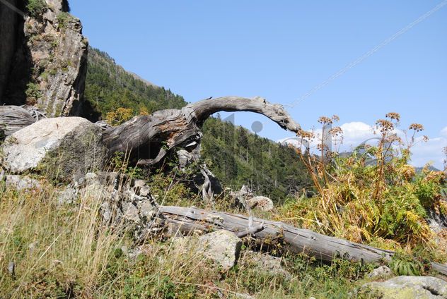 Dinosaurio