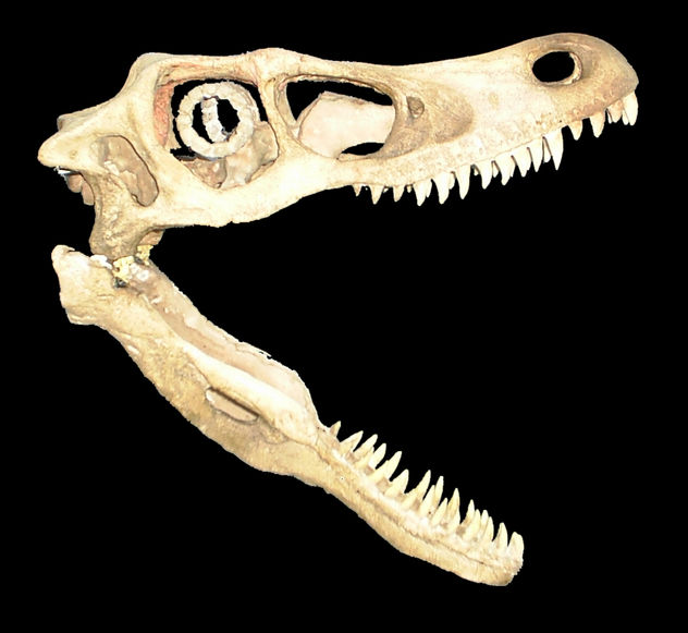 Dinosaurios: El velociraptor