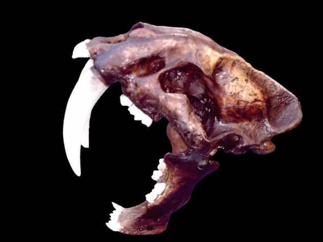 Dinosaurios: Smilodon Fatalis Mixed Mixed