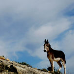 Naturaleza thumbnail 1