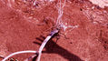 Raices y sombra