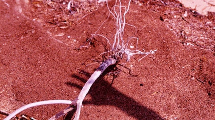Raices y sombra