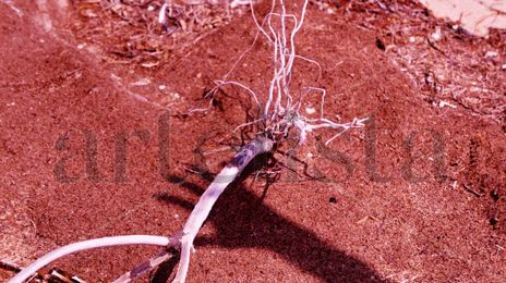 Raices y sombra