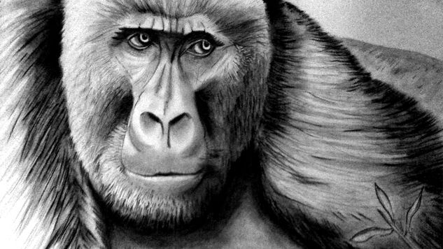 Gorilla Charcoal