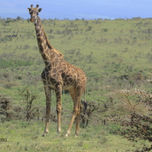 Tanzania thumbnail 1