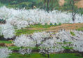 CEREZOS EN EL VALLE DEL JERTE