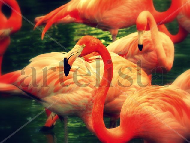 Flamingos Naturaleza Color (Digital)