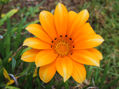 yellow flower