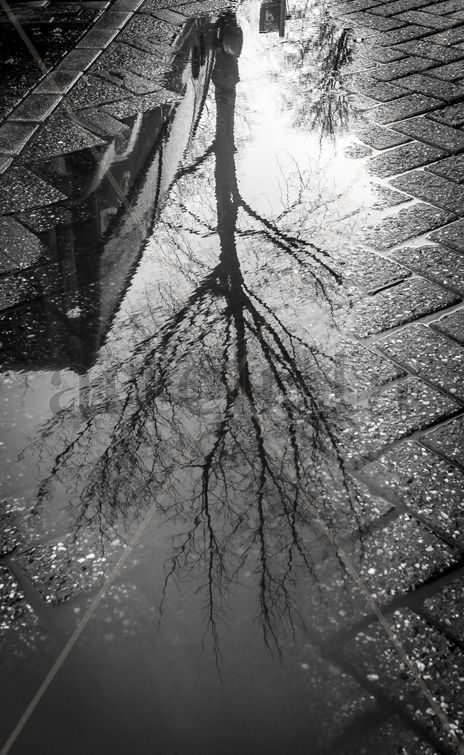 Reflejos