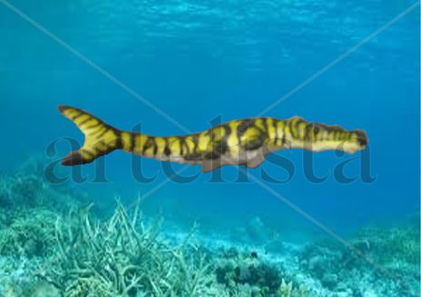 Metriorhynchus
