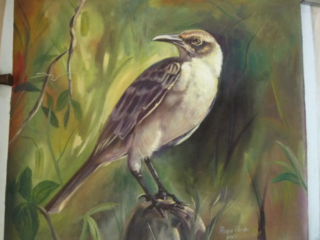 Pajaro