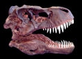 Dinosaurios: Tyrannosaurus Rex