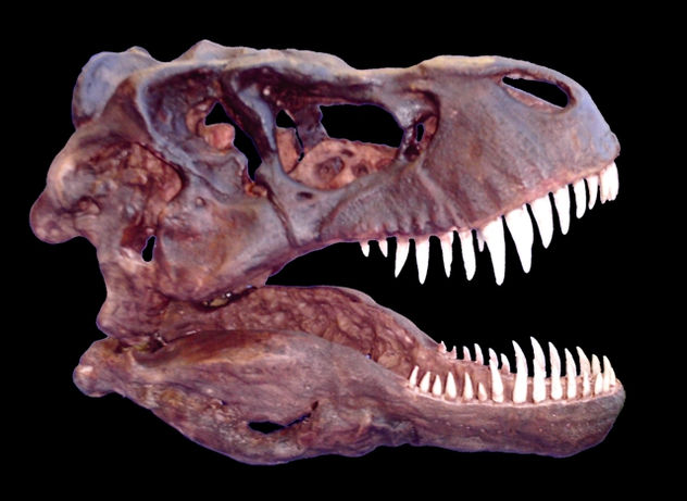 Dinosaurios: Tyrannosaurus Rex