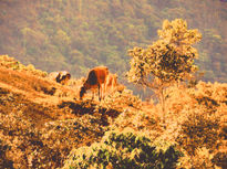 Montañas de Colombia