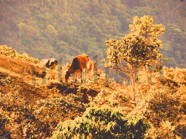 Montañas de Colombia Naturaleza Color (Digital)