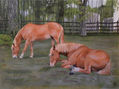 Caballos pastando