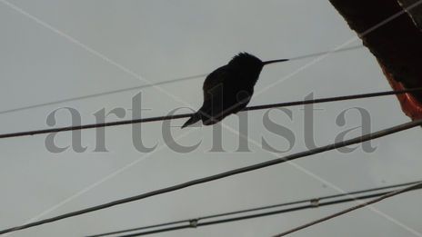 Colibri
