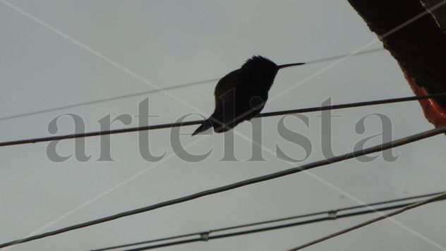 colibri