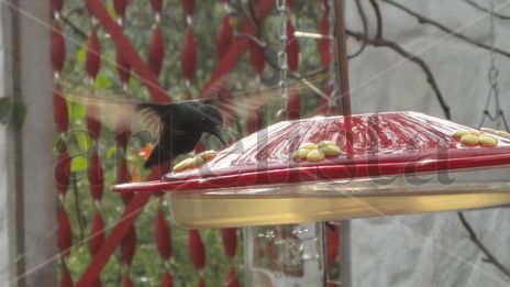 El vuelo del colibri